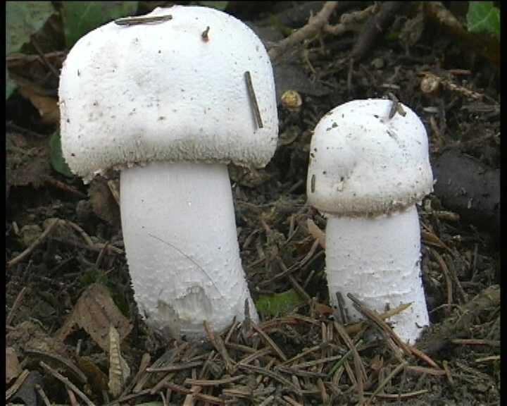 Agaricus benesii   (Pilat)  Singer
